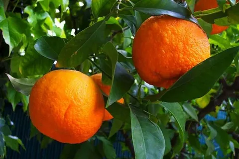 قیمت با کیفیت ارزان نارنج اصلاح شده + خرید عمده